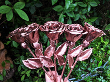 Load image into Gallery viewer, Early Blooming Copper Rose