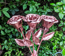 Load image into Gallery viewer, Early Blooming Copper Rose