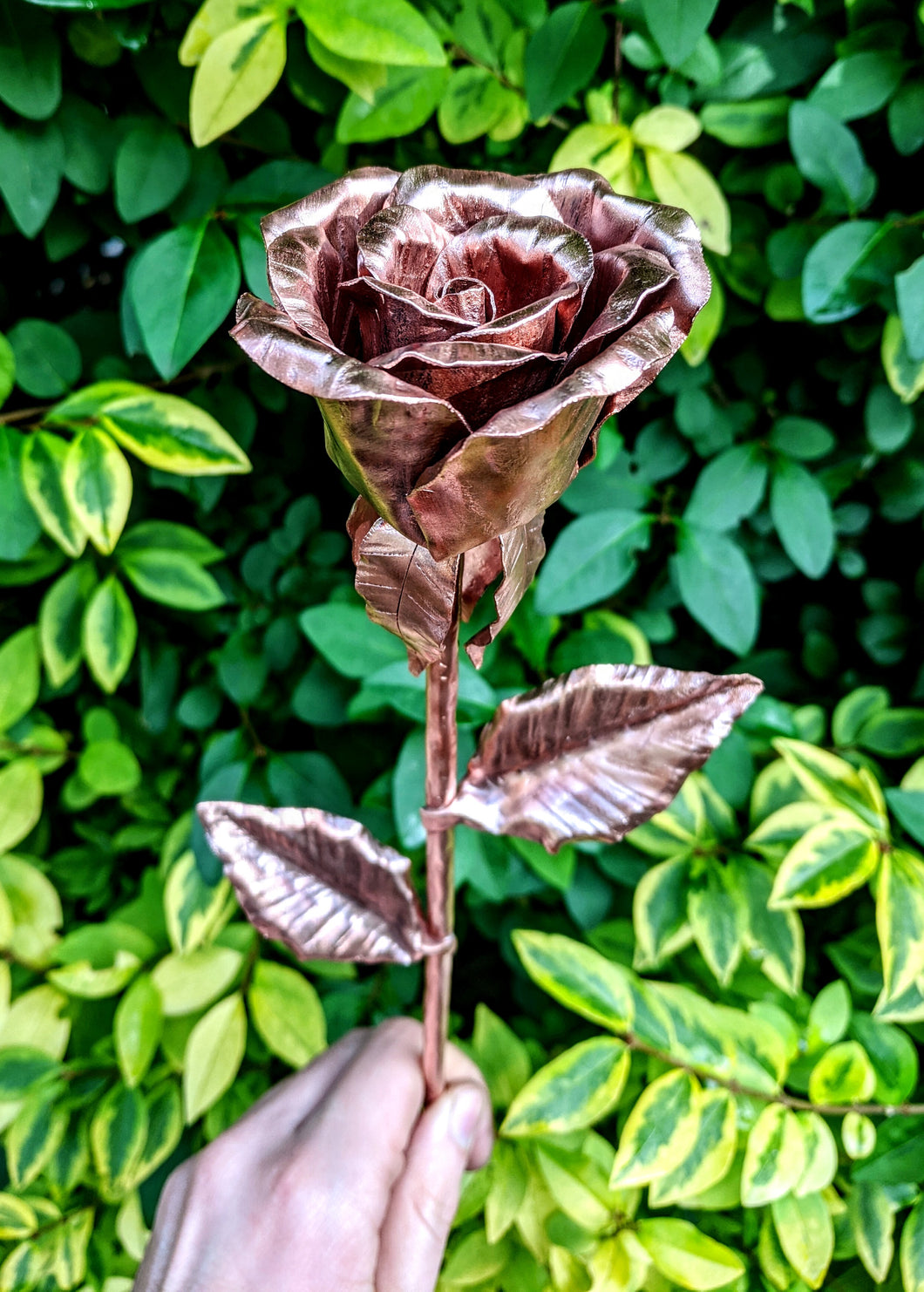 Early Blooming Copper Rose