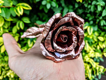 Load image into Gallery viewer, Early Blooming Copper Rose
