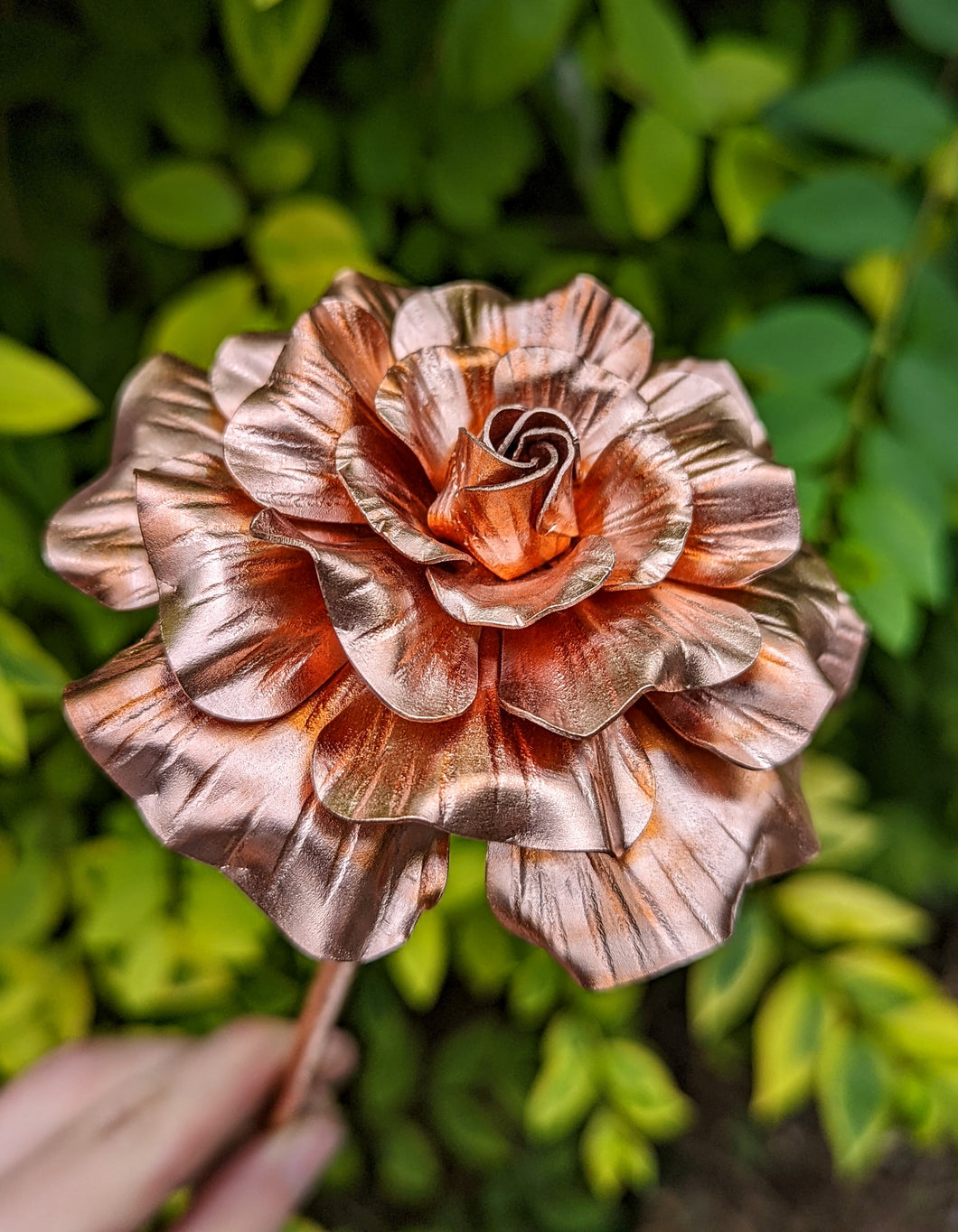 Blooming Copper Rose